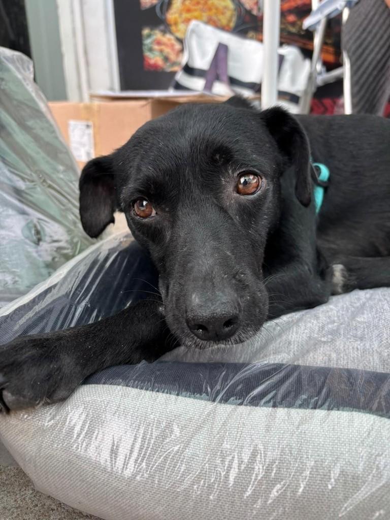 Bruce, cachorro de porte médio para adoção em Caxias do Sul - RS