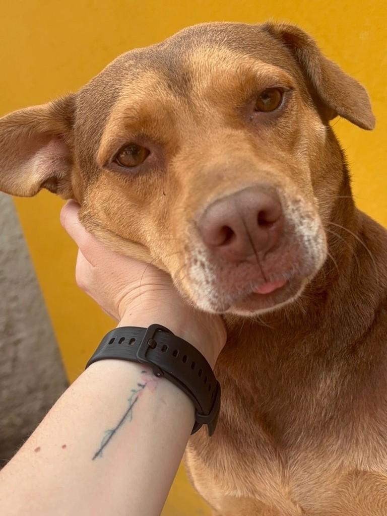 Caramela, cachorro de porte médio para adoção em Caxias do Sul - RS