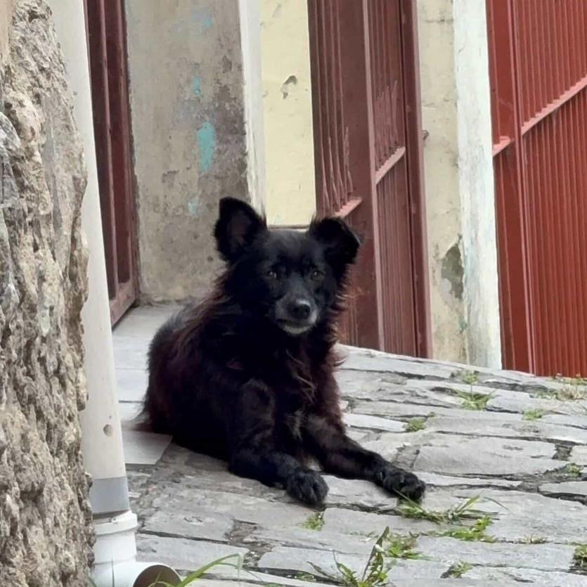 Flor, cadela de porte pequeno para adoção em Caxias do Sul - RS