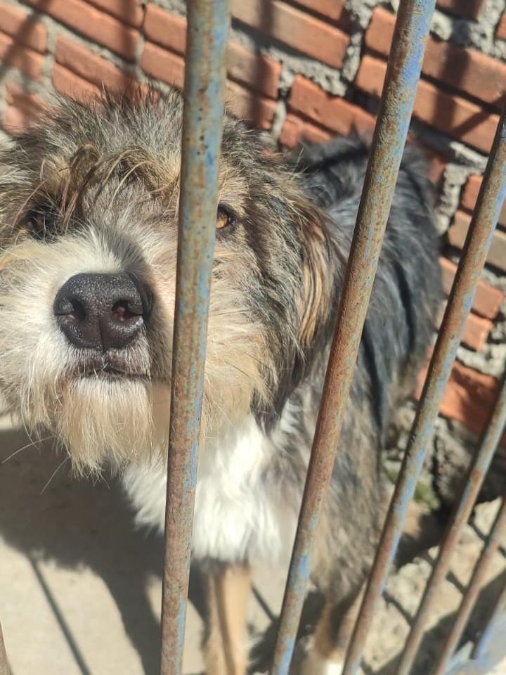 Fiapo, cachorro de porte médio para adoção em Caxias do Sul - RS