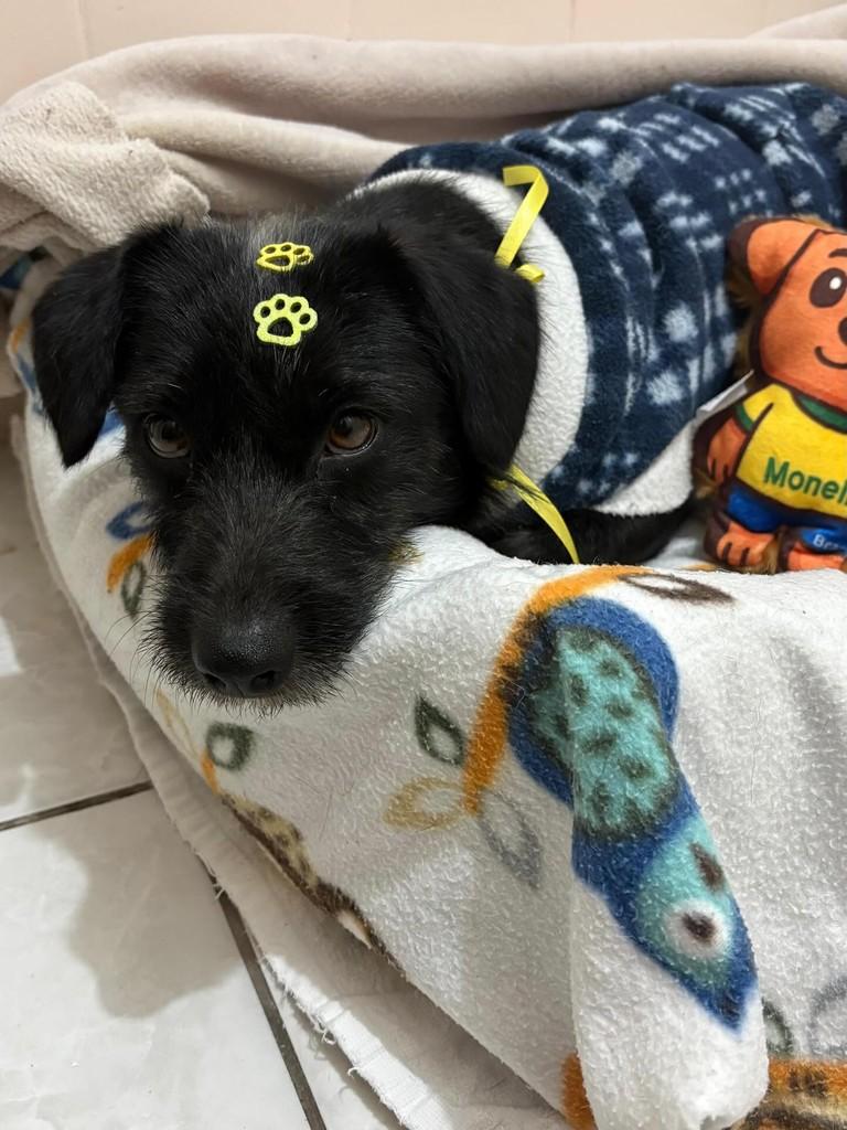 Caetano, cachorro de porte pequeno para adoção em Caxias do Sul - RS