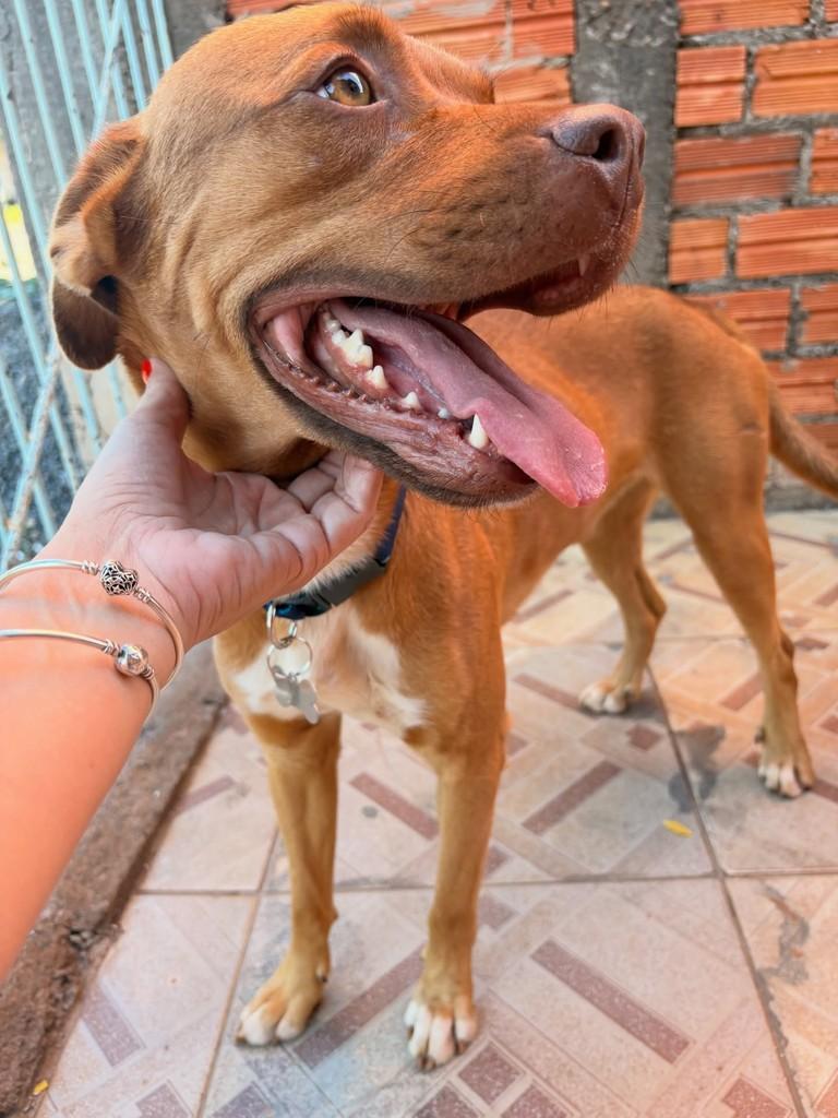 Simba, cachorro de porte grande para adoção em Assis - SP