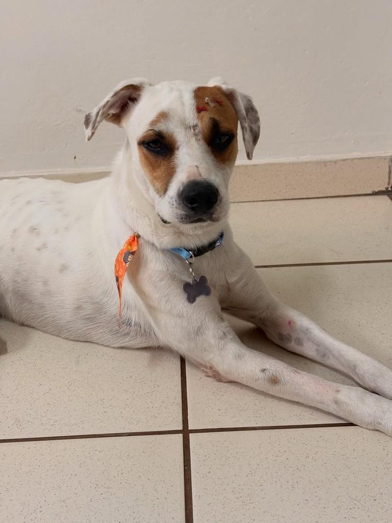 Suspiro, cachorro de porte médio para adoção em Assis - SP