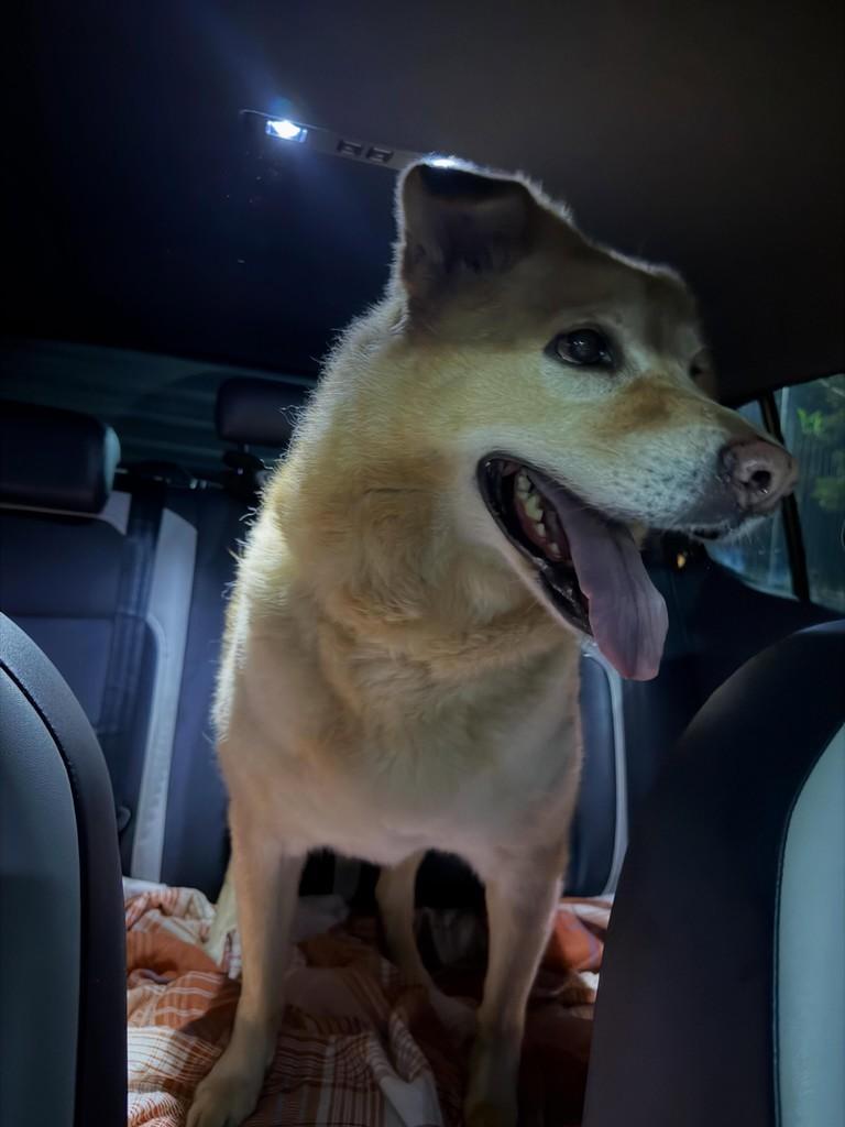 Pipoca, cachorro de porte médio para adoção em Assis - SP