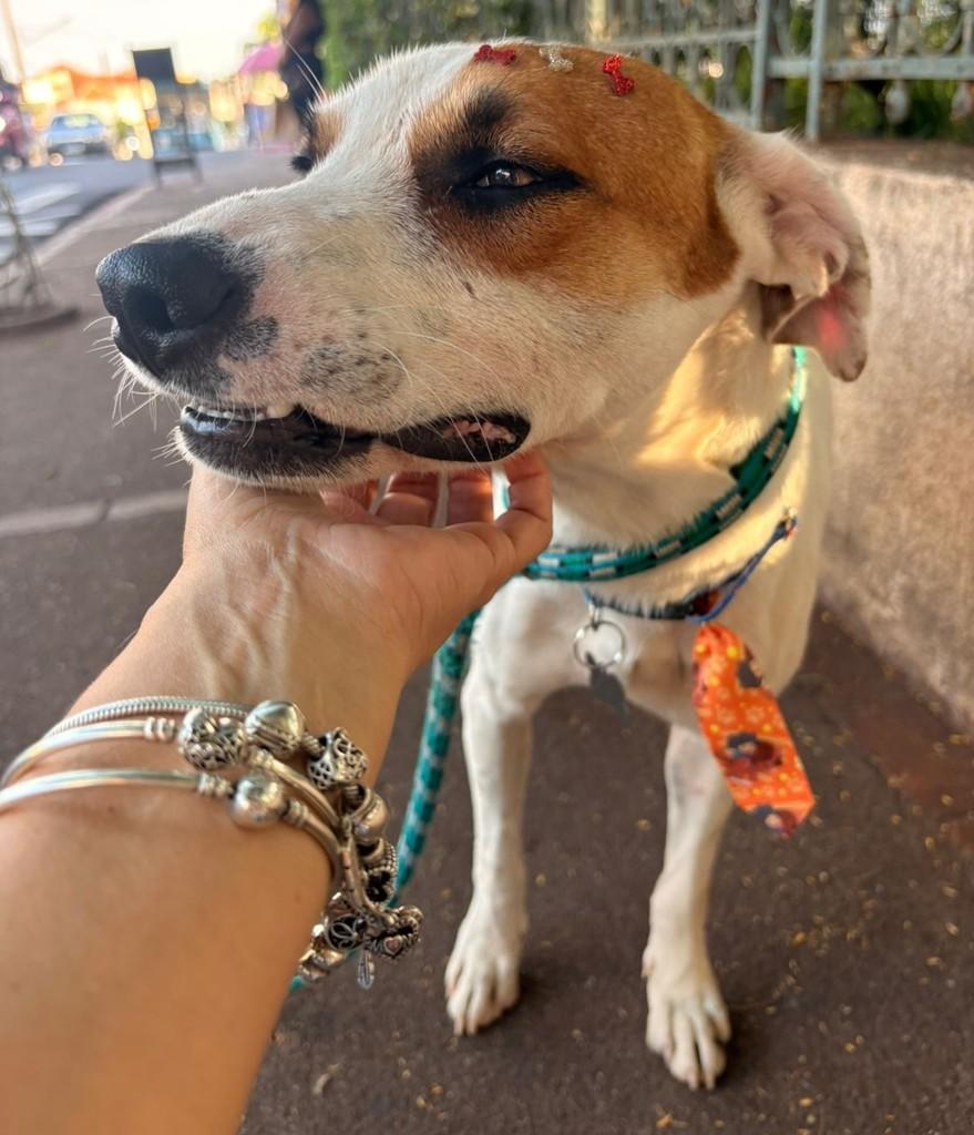 Oli, cachorro de porte médio para adoção em Assis - SP