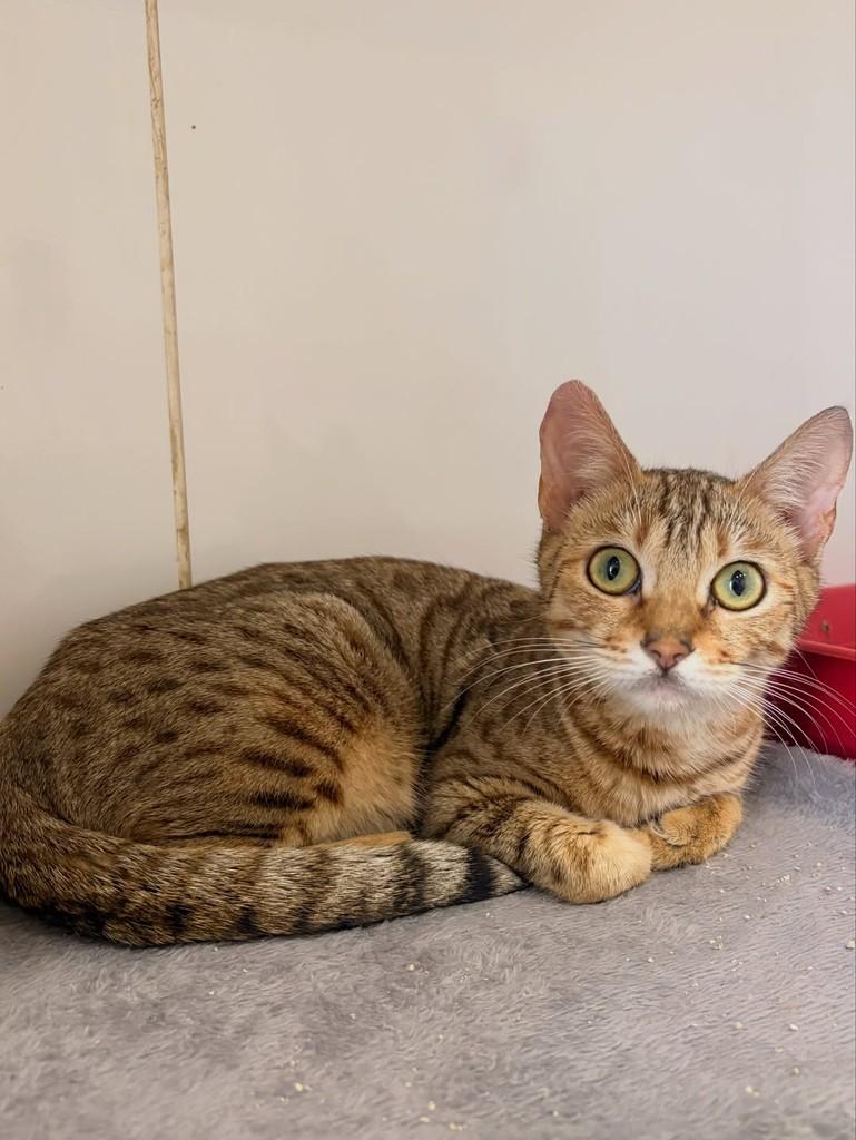Sushi, gata de porte pequeno para adoção em Assis - SP