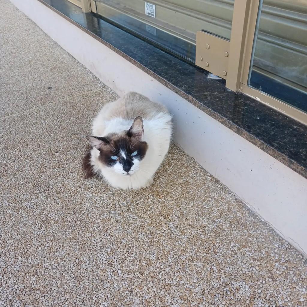 Gordo, gato de porte médio para adoção em Assis - SP