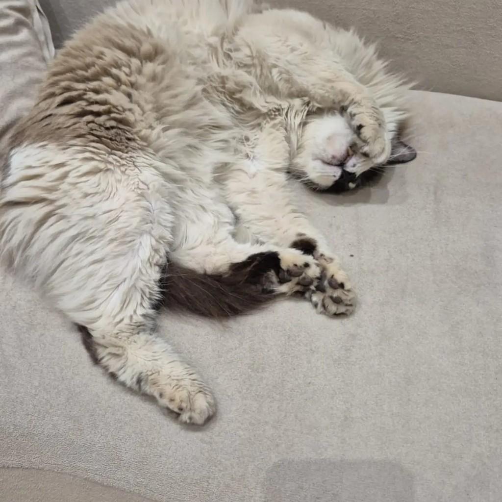 Gordo, gato de porte médio para adoção em Assis - SP — foto 2 de 4