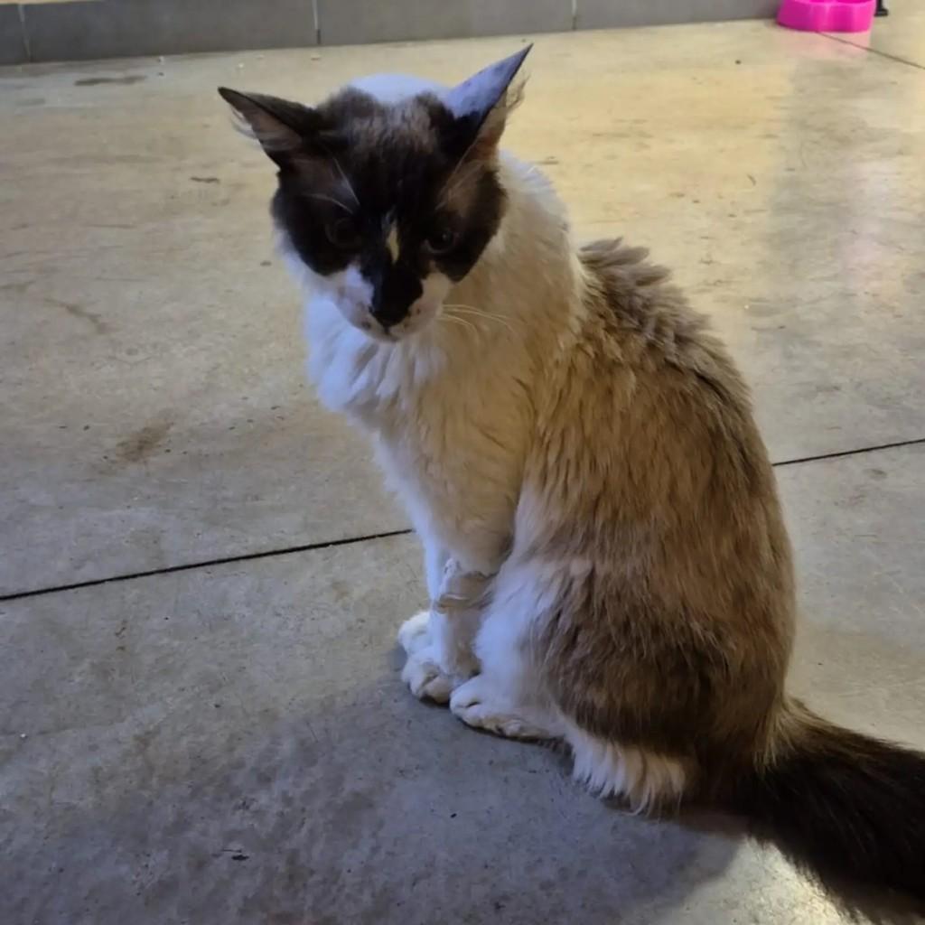 Gordo, gato de porte médio para adoção em Assis - SP — foto 3 de 4