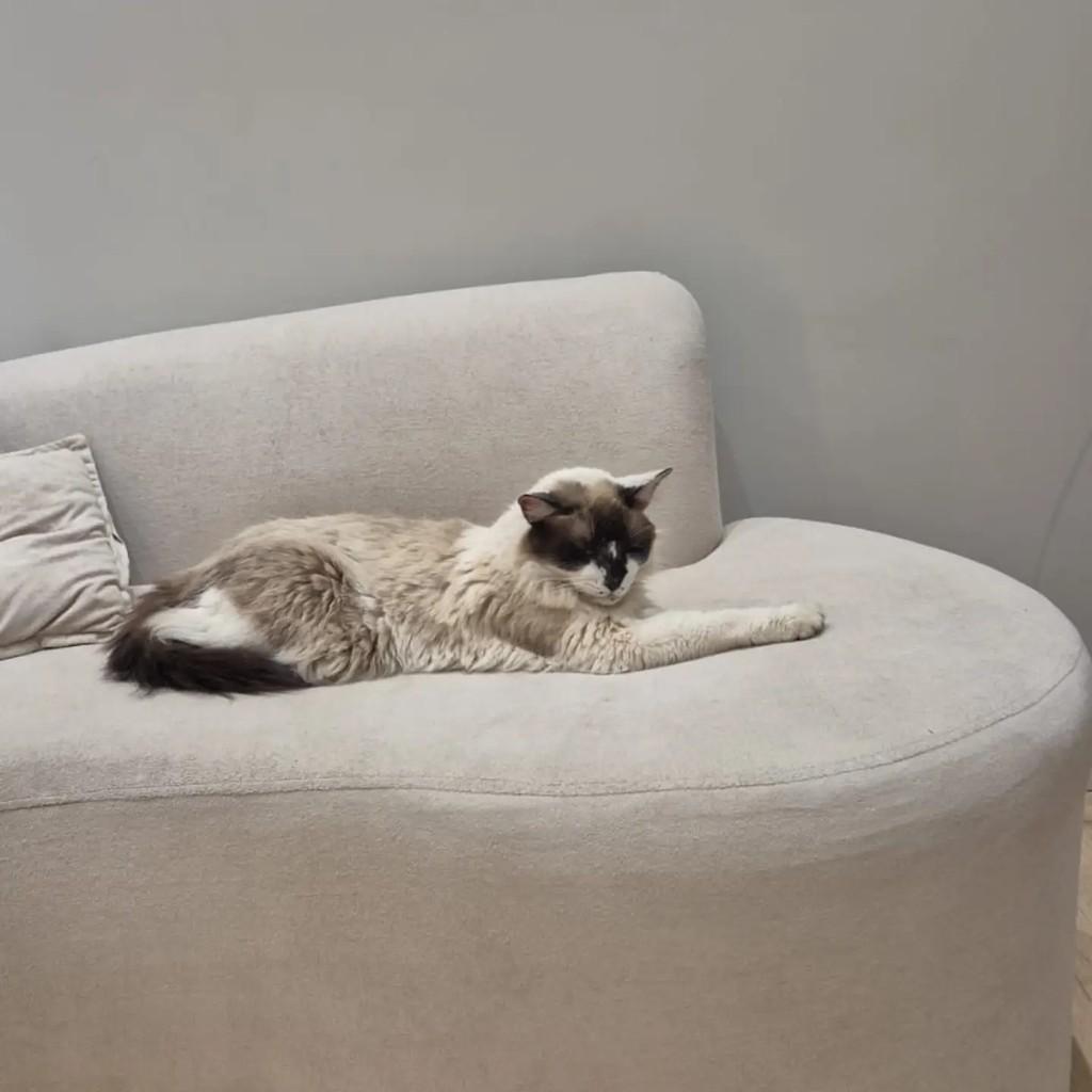 Gordo, gato de porte médio para adoção em Assis - SP — foto 4 de 4