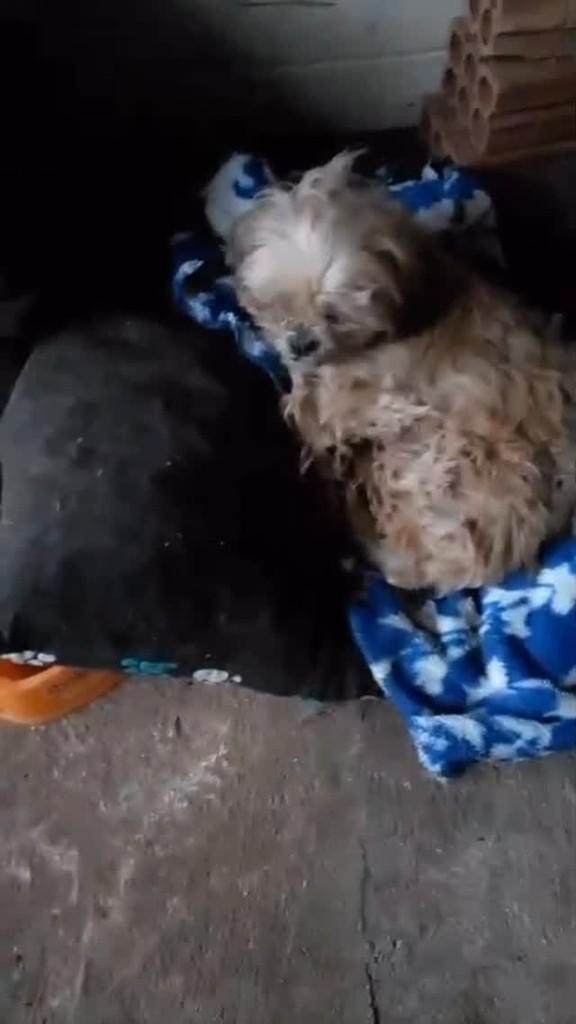 Cachorrinha, cadela de porte pequeno para adoção em Tapejara - PR
