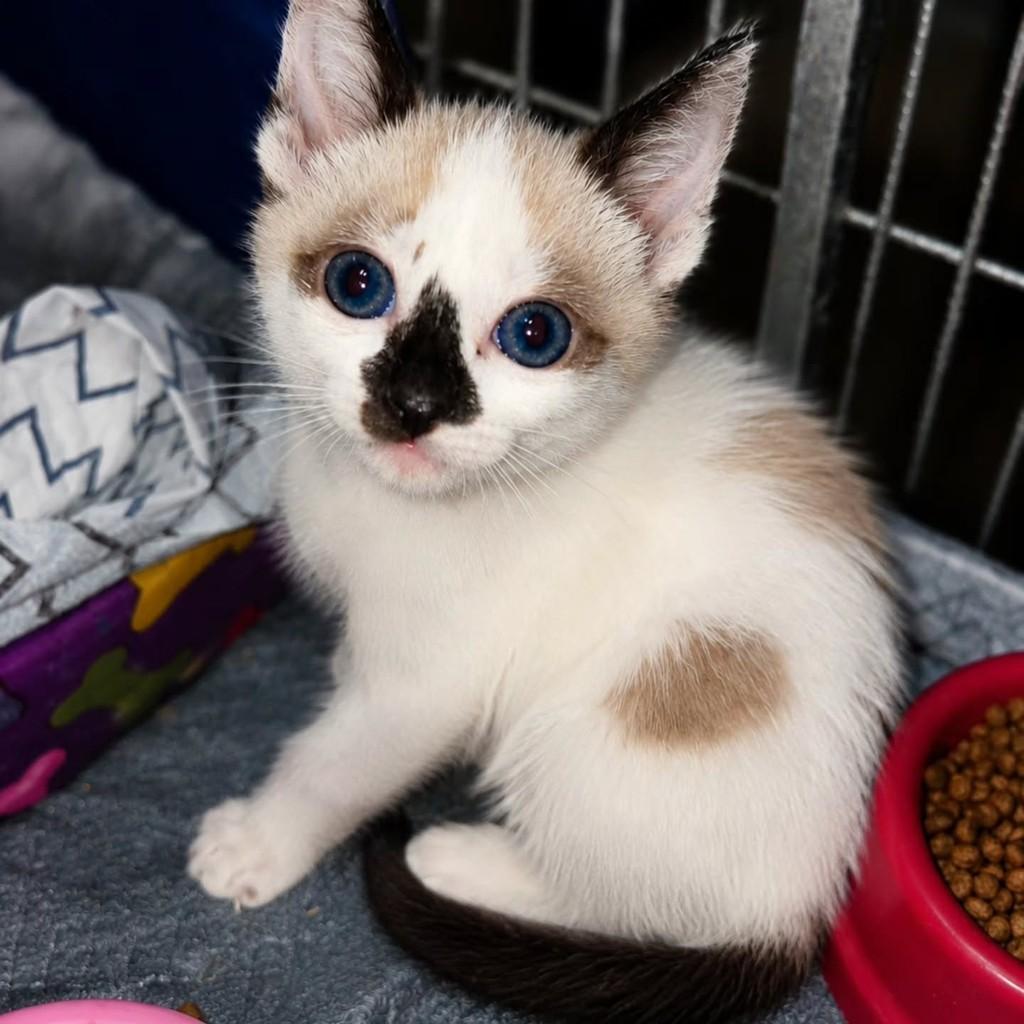 Princesinha, gata de porte pequeno para adoção em São Paulo - SP