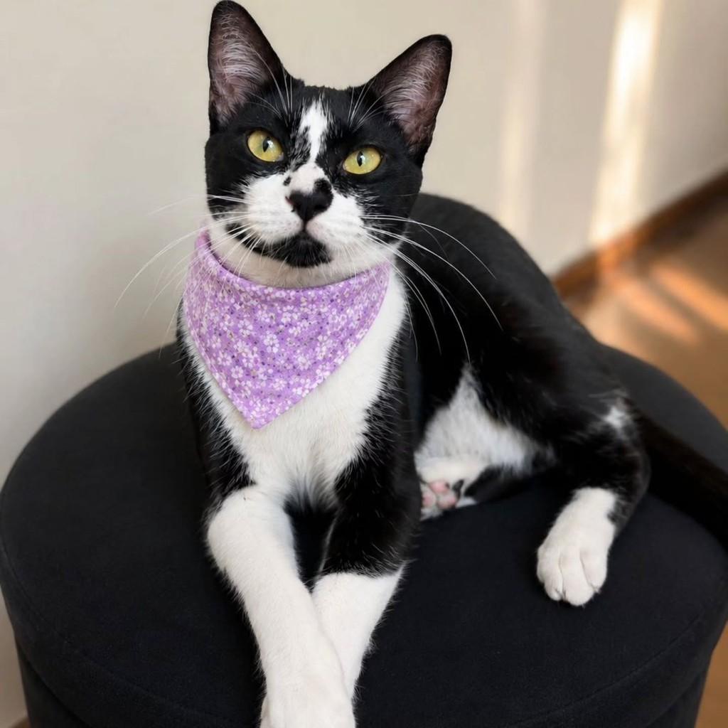 Juju, gata de porte pequeno para adoção em São Paulo - SP