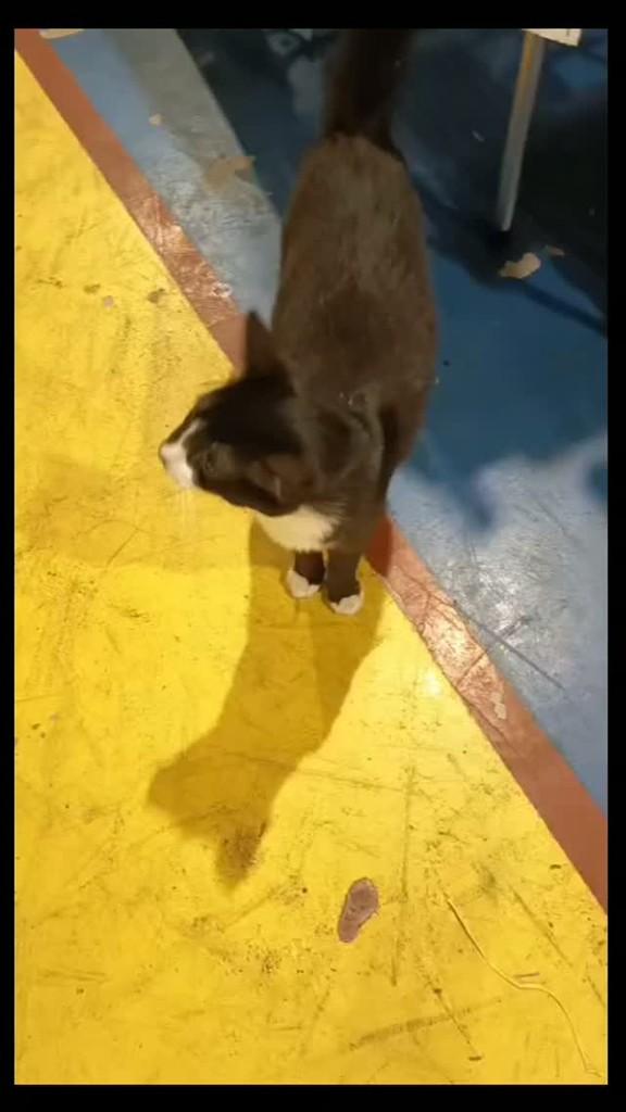 GatinhaPrenha, gata de porte médio para adoção em São Paulo - SP