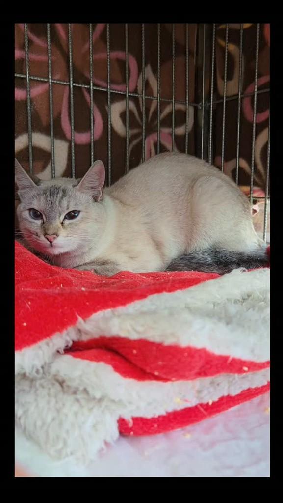 Nina, gato de porte pequeno para adoção em São Paulo - SP