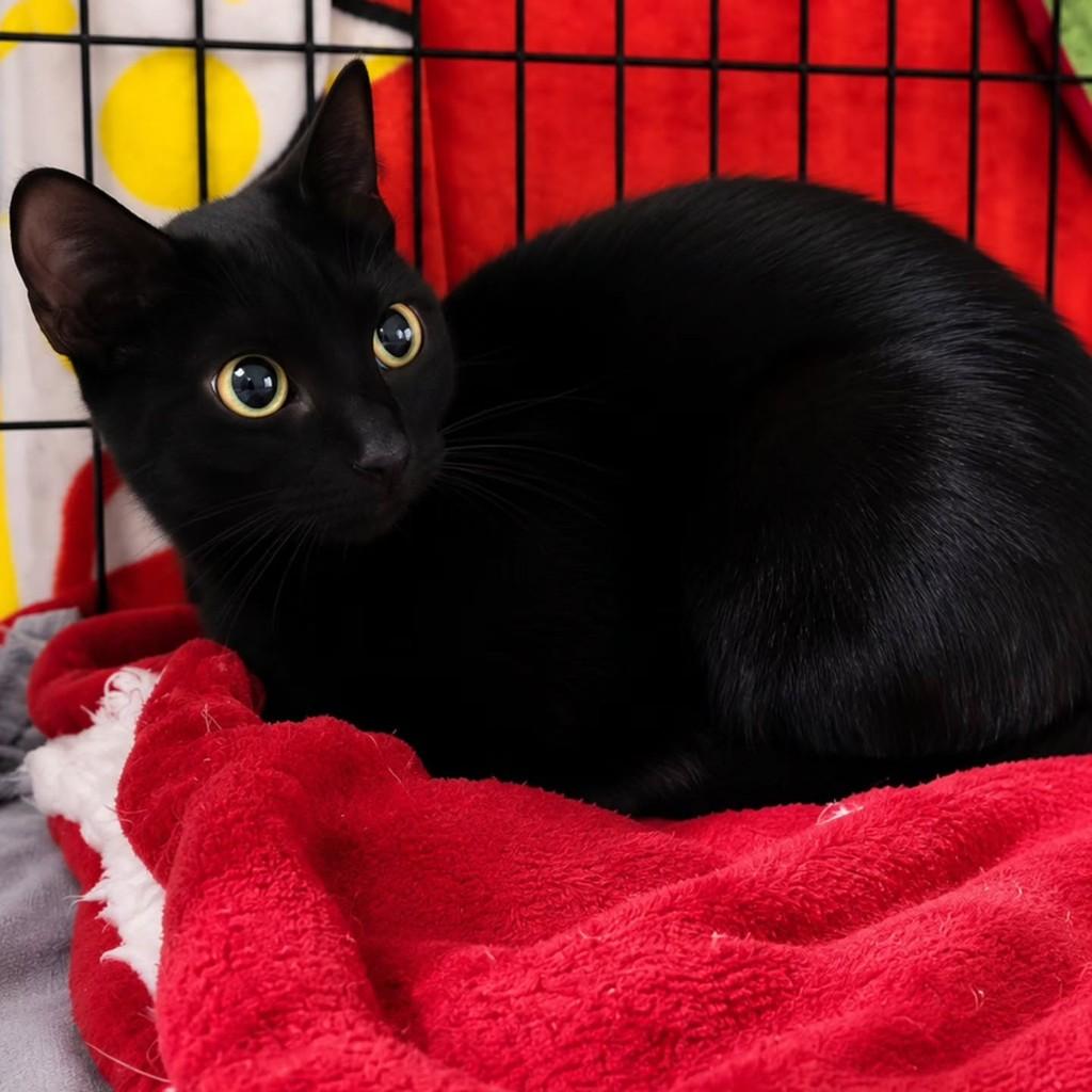 Amora, gata de porte pequeno para adoção em São Paulo - SP