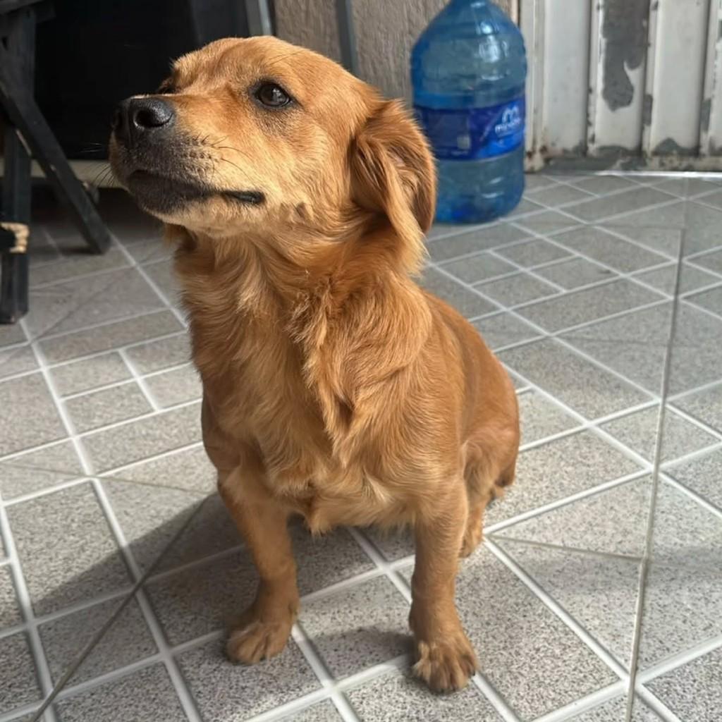 Nonô, cadela de porte pequeno para adoção em São Paulo - SP