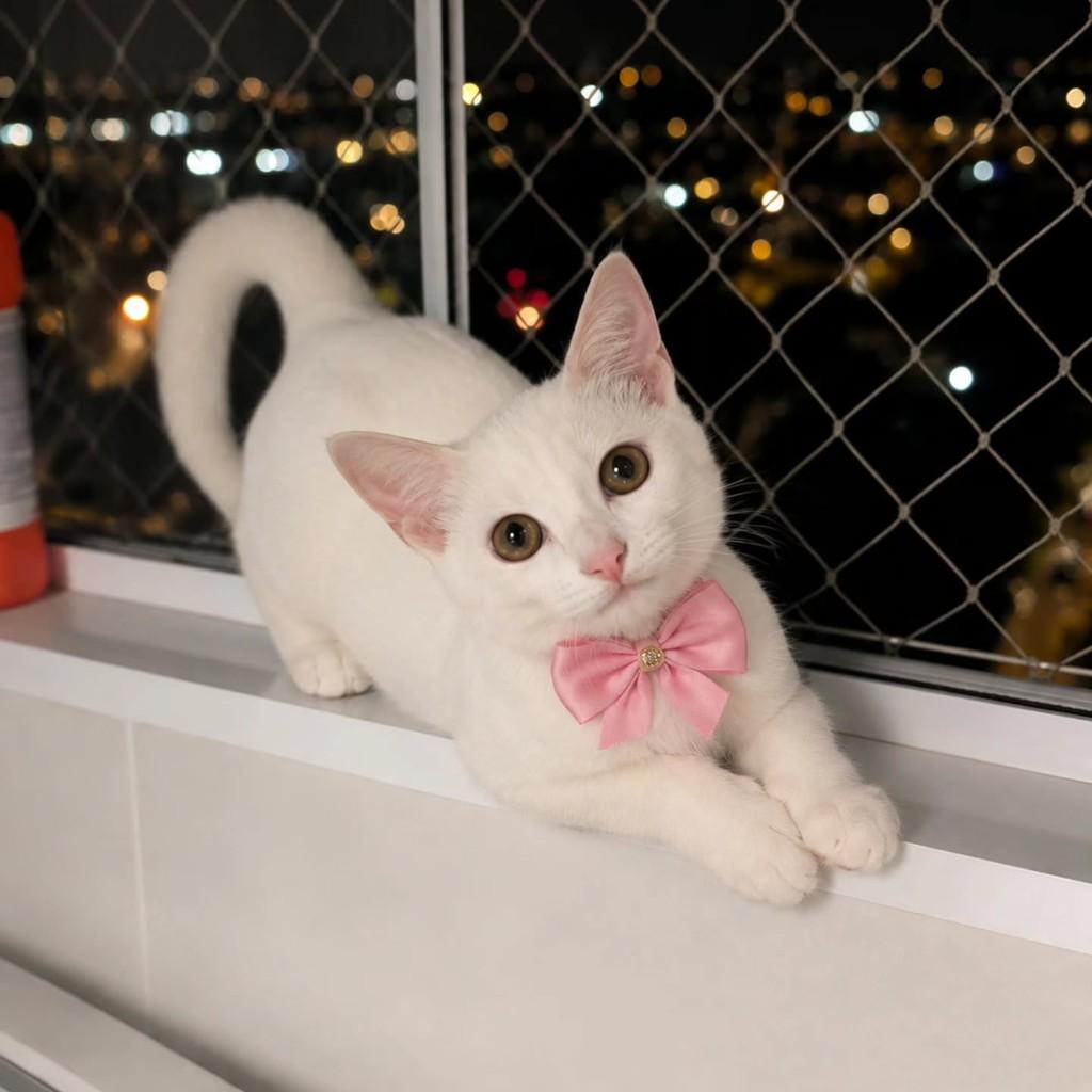 Cristal, gato de porte pequeno para adoção em São Paulo - SP — foto 2 de 3