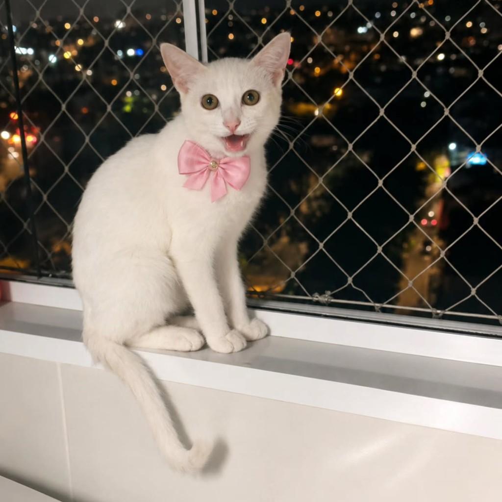 Cristal, gato de porte pequeno para adoção em São Paulo - SP — foto 3 de 3