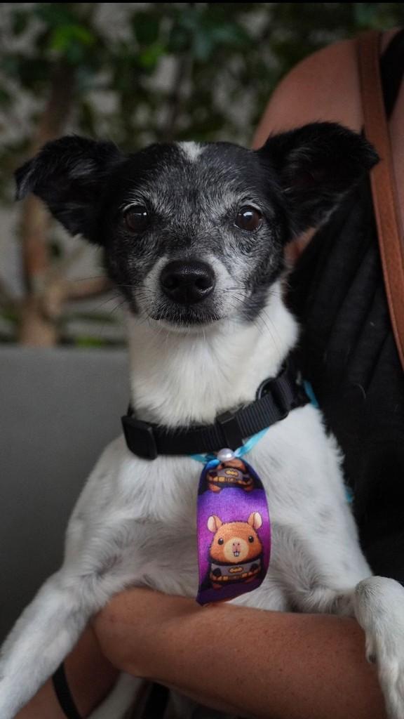 Pierre, cachorro de porte pequeno para adoção em Florianópolis - SC