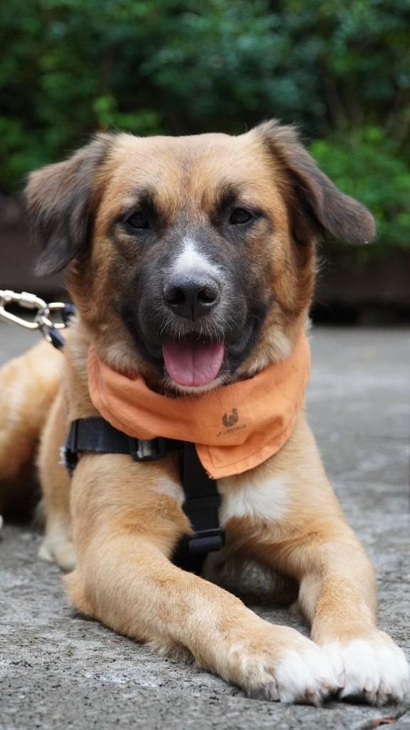 Marley, cachorro de porte médio para adoção em Florianópolis - SC