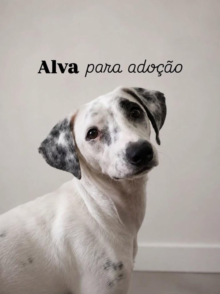 Alva, cachorro de porte médio para adoção em Florianópolis - SC