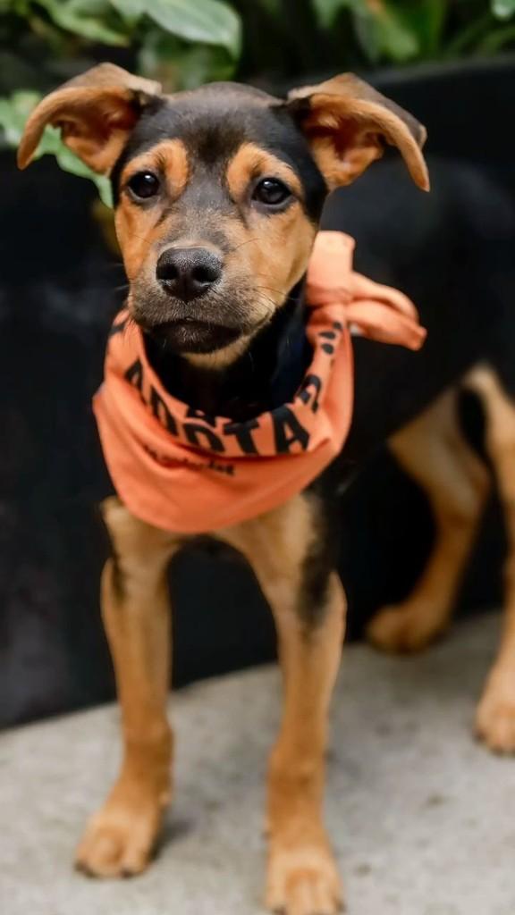 Bee, cachorro de porte pequeno para adoção em Florianópolis - SC