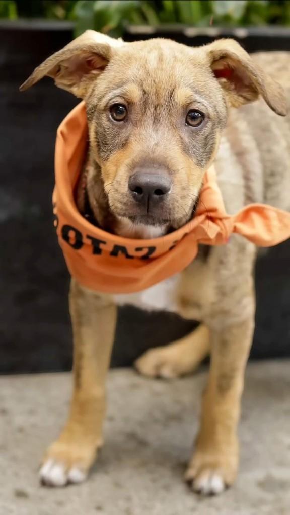 Zuca, cachorro de porte pequeno para adoção em Florianópolis - SC