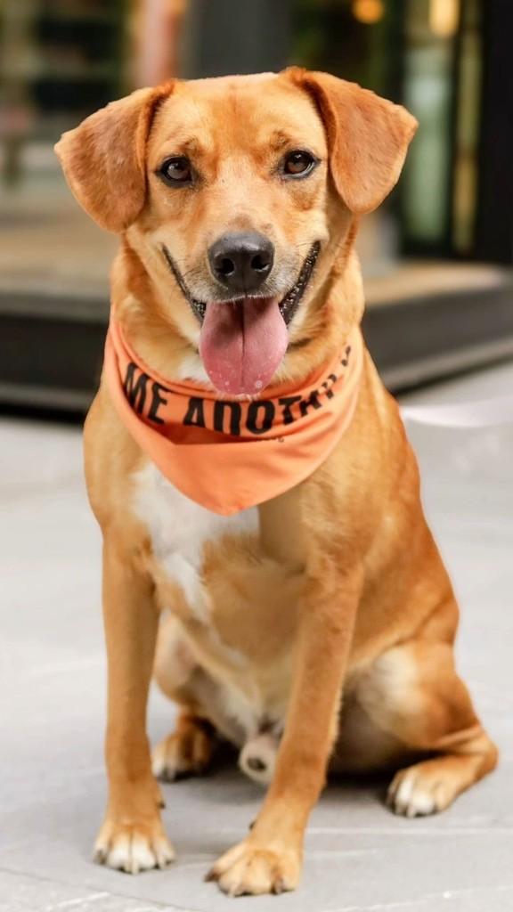 Taz, cachorro de porte médio para adoção em Florianópolis - SC