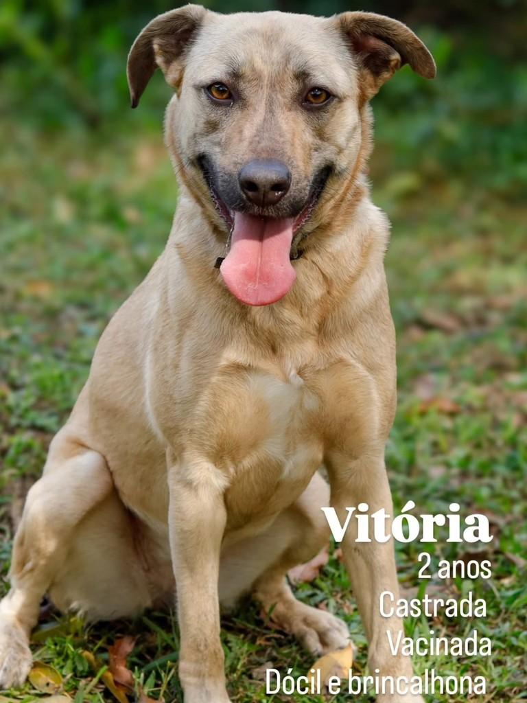 Vitória, cadela de porte grande para adoção em Florianópolis - SC