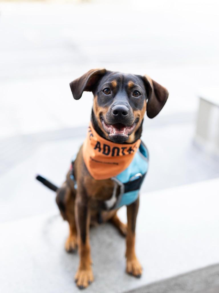 Fred, cachorro de porte médio para adoção em Florianópolis - SC
