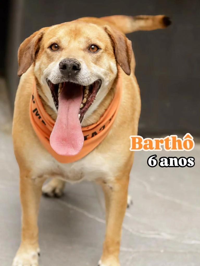 Barthô, cachorro de porte médio para adoção em Florianópolis - SC