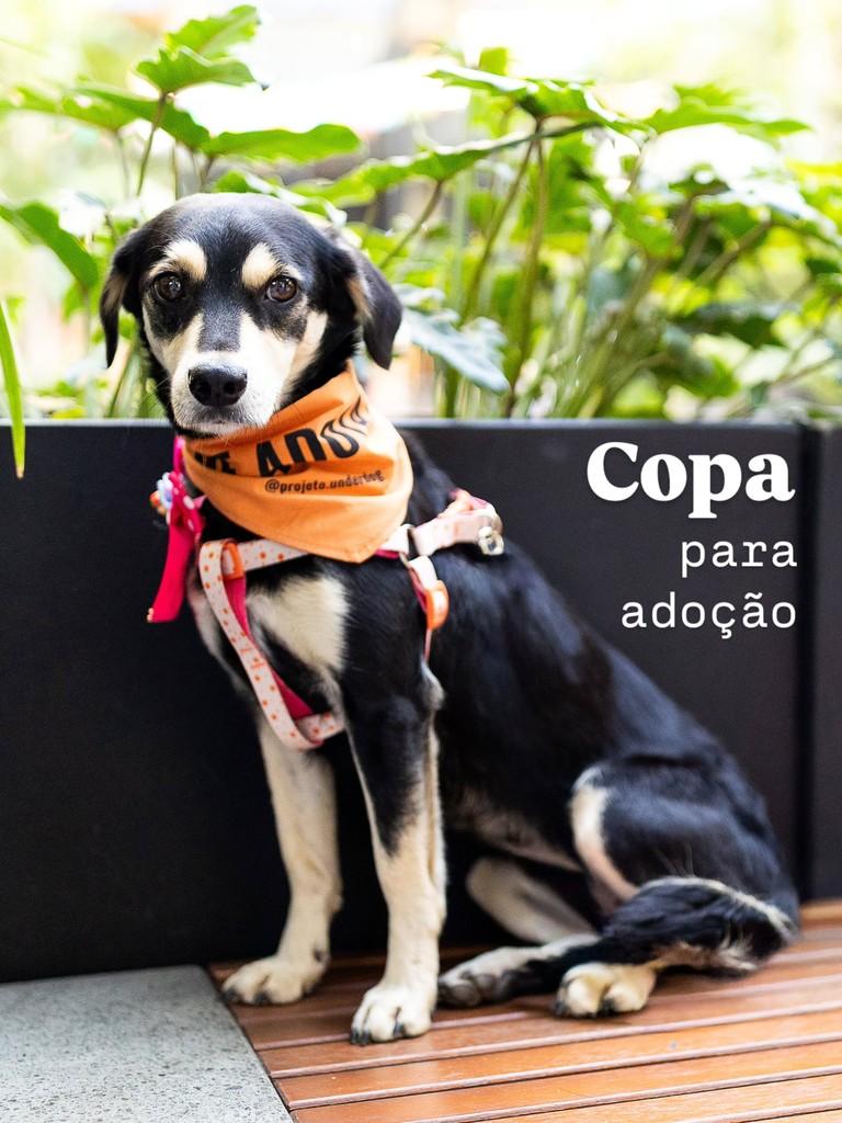 Copa, cachorro de porte médio para adoção em Florianópolis - SC