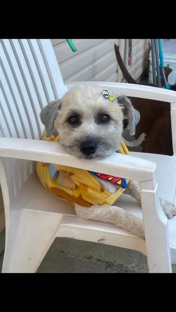Cocada, cachorro de porte pequeno para adoção em Palhoça - SC