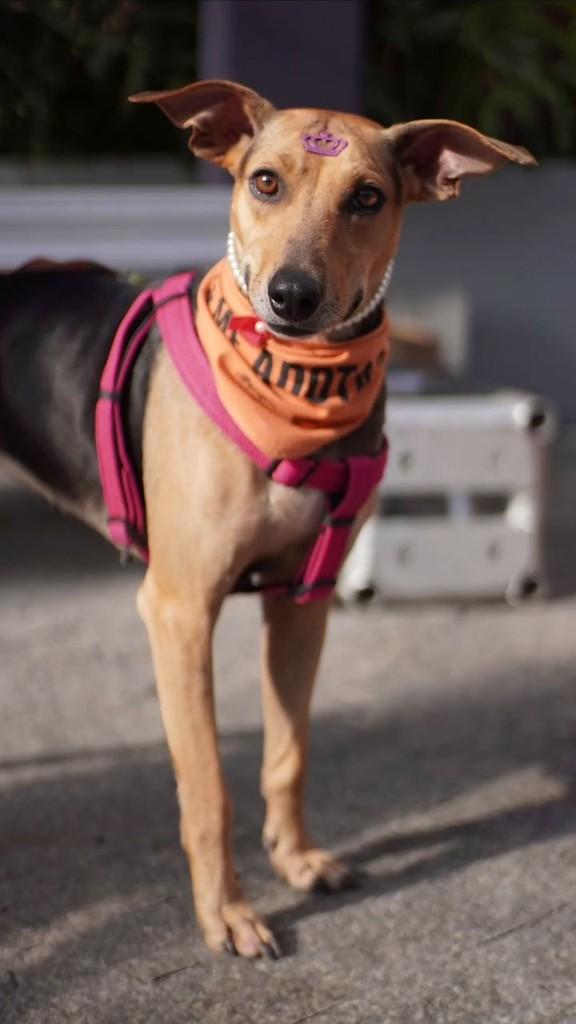 Fiona, cadela de porte pequeno para adoção em Florianópolis - SC