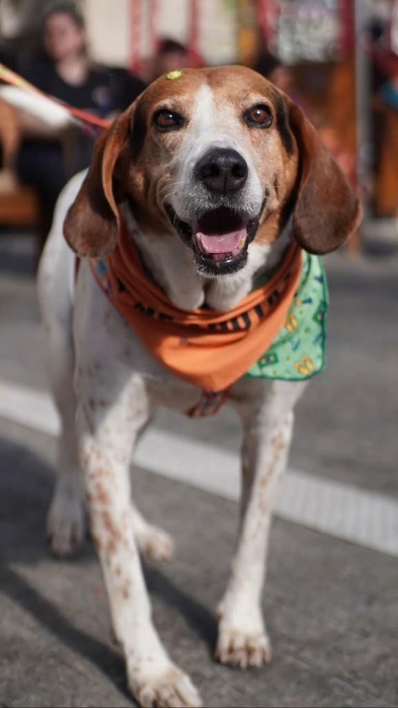 Sereno, cachorro de porte médio para adoção em Florianópolis - SC