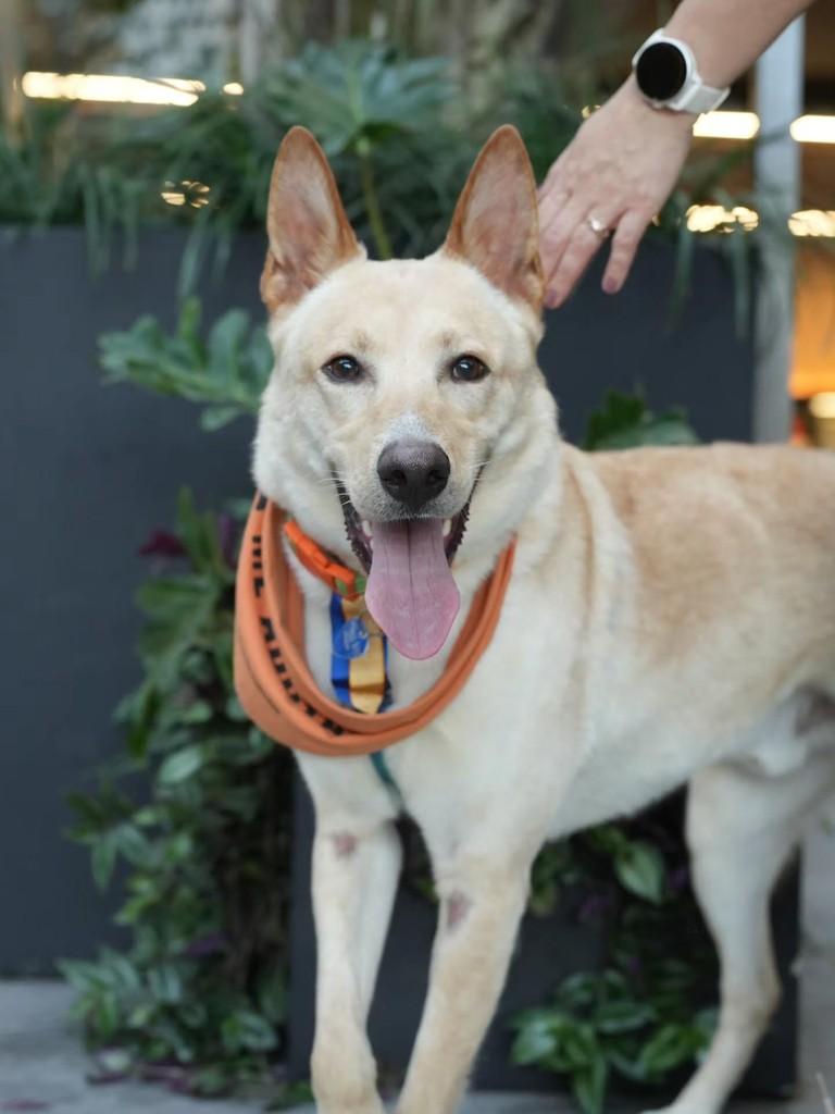 Lobinho, cachorro de porte grande para adoção em Florianópolis - SC