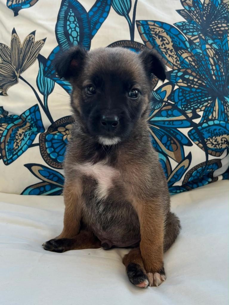 Alvin, cachorro de porte médio para adoção em Florianópolis - SC