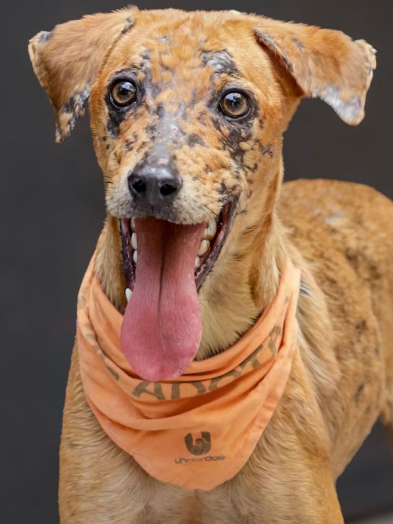 Paçoca, cachorro de porte médio para adoção em Florianópolis - SC