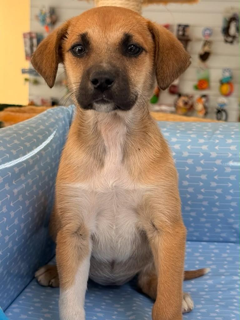 Glove, cachorro de porte pequeno para adoção em Florianópolis - SC
