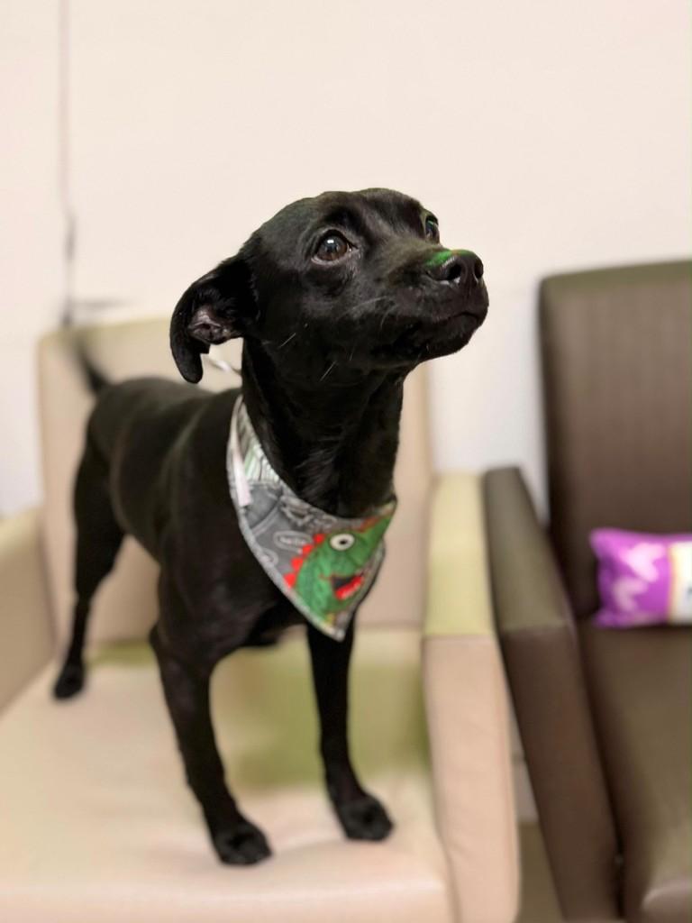 Coca, cachorro de porte pequeno para adoção em São José - SC