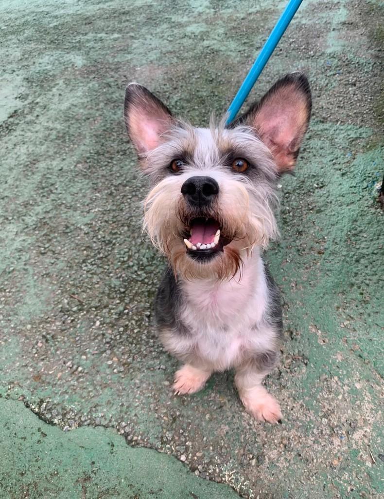 Rodolfo, cachorro de porte pequeno para adoção em Florianópolis - SC — foto 2 de 3
