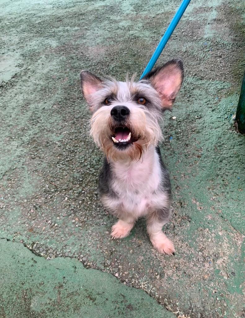 Rodolfo, cachorro de porte pequeno para adoção em Florianópolis - SC — foto 3 de 3