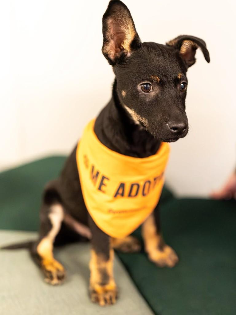 Cavanhaque, cachorro de porte médio para adoção em Florianópolis - SC — foto 3 de 7