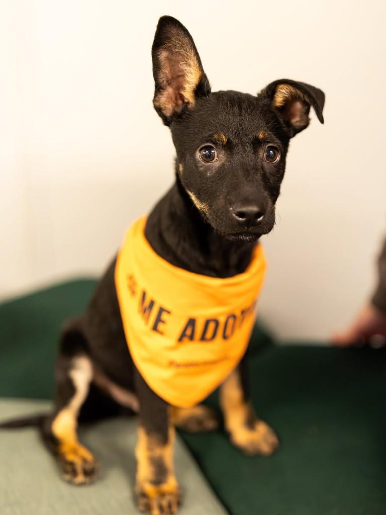 Cavanhaque, cachorro de porte médio para adoção em Florianópolis - SC — foto 4 de 7