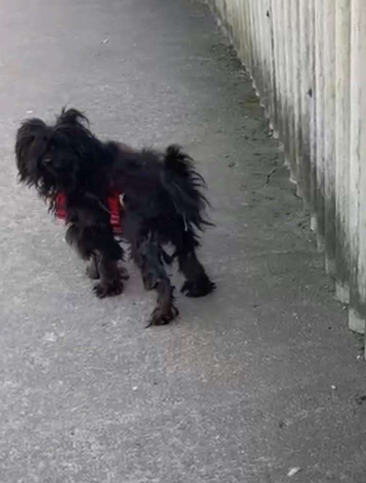 Ronnie, cachorro de porte pequeno para adoção em Florianópolis - SC