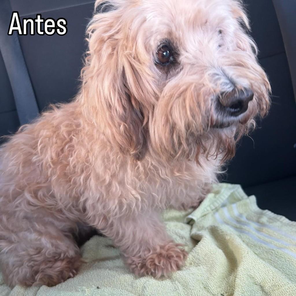 Spike, cachorro de porte pequeno para adoção em Urupês - SP