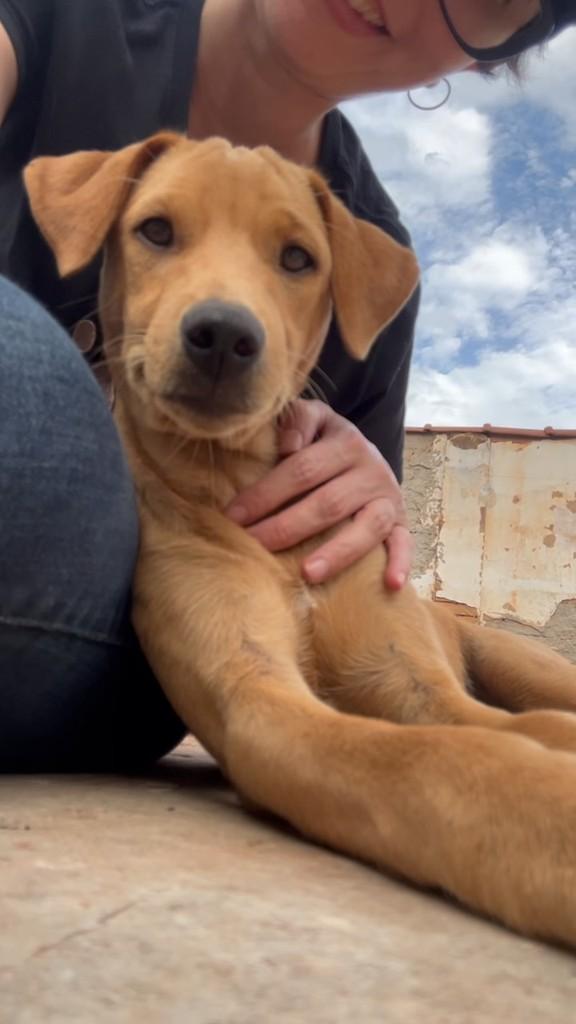 Caramelinho, cachorro de porte pequeno para adoção em Urupês - SP