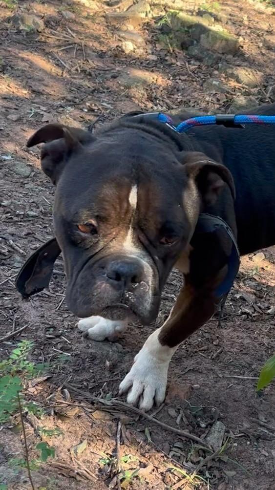 Bulldog, cachorro de porte médio para adoção em Urupês - SP