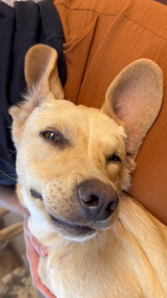 Paçoca, cachorro de porte pequeno para adoção em Urupês - SP